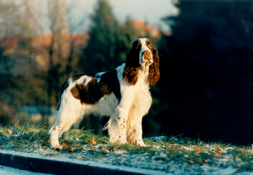dixi_1990.jpg
