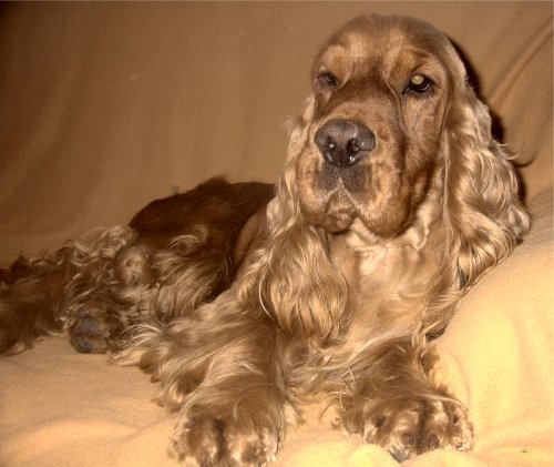 cheiron_couch.jpg