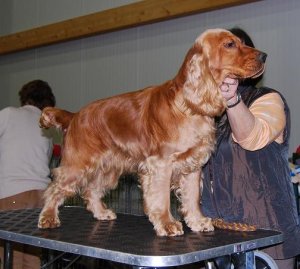 cheiron_steht02.jpg