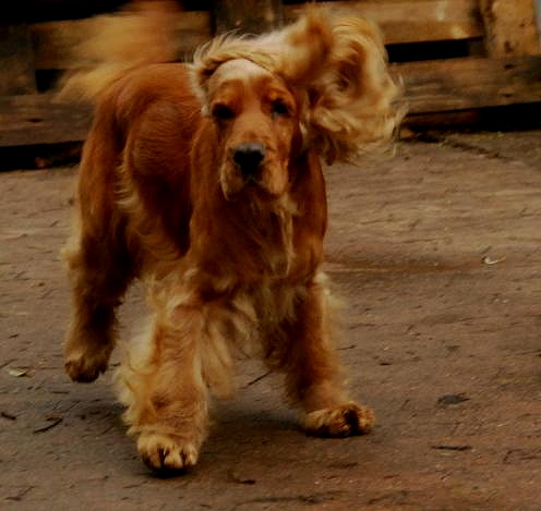 cocker067.jpg